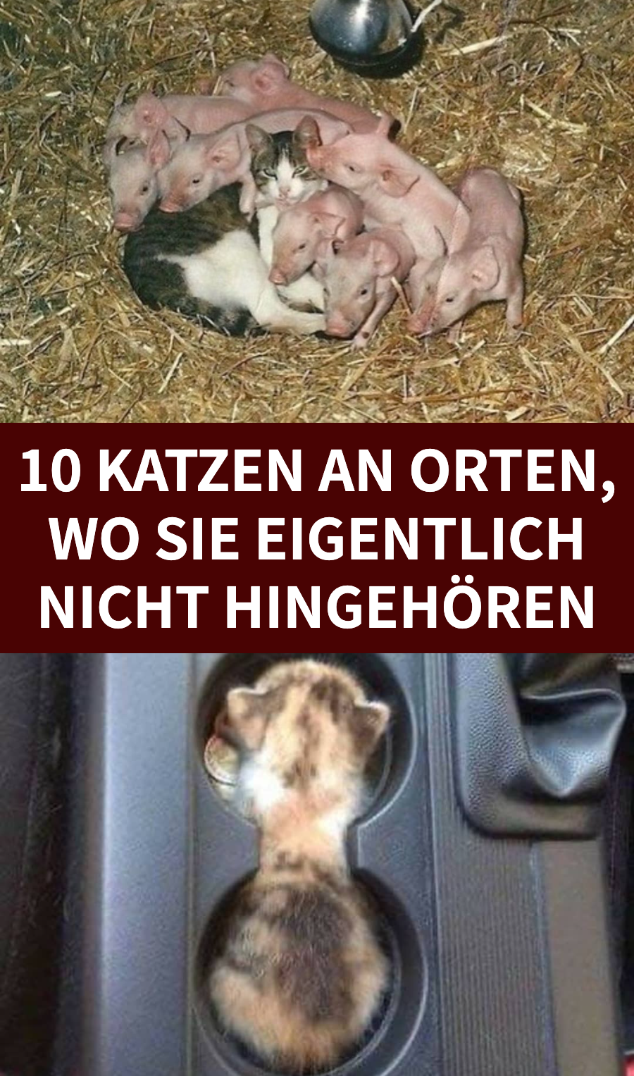 10 Katzen an Orten, wo sie eigentlich nicht hingehören