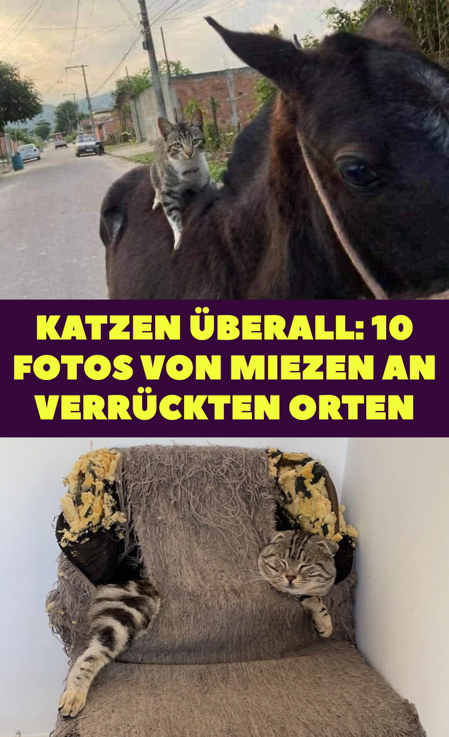 10 Katzen an Orten, wo sie eigentlich nicht hingehören