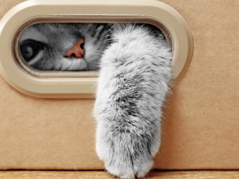 Eine Katze, die ihre Pfote durch die Öffnung einer Box steckt.