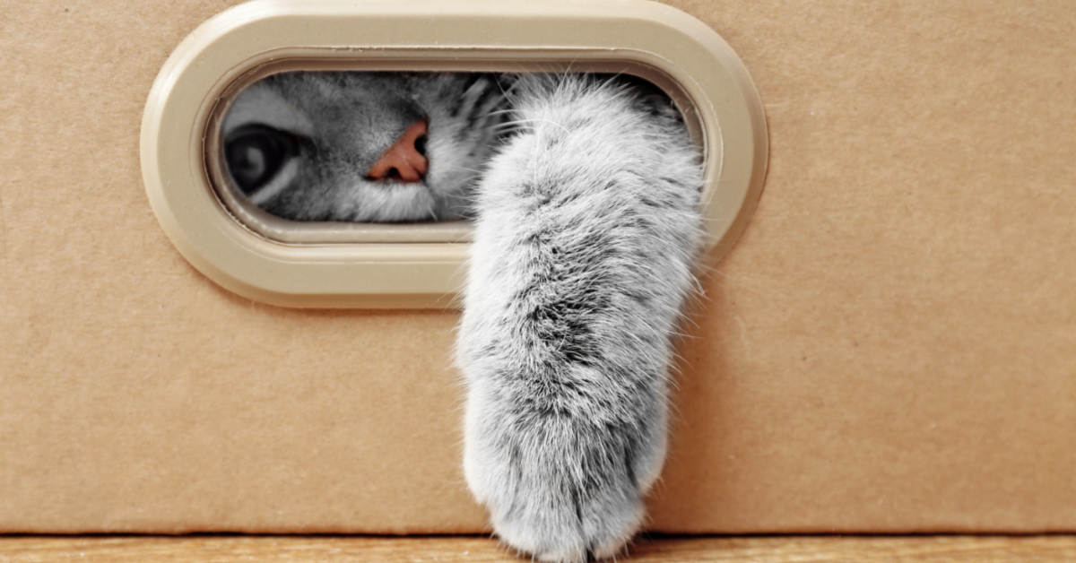 Eine Katze, die ihre Pfote durch die Öffnung einer Box steckt.