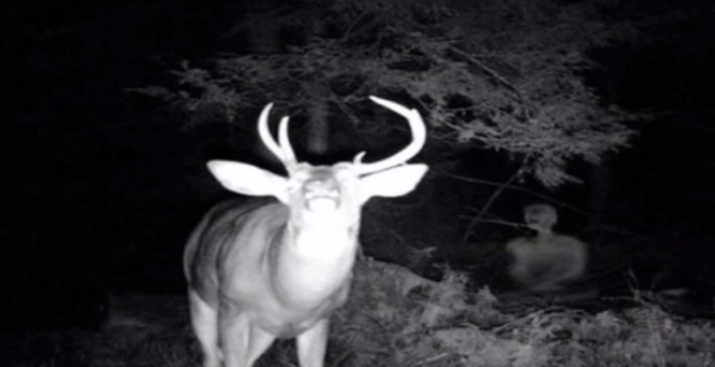 Ein Hirsch, von einer Nachtsichtkamera gefilmt.