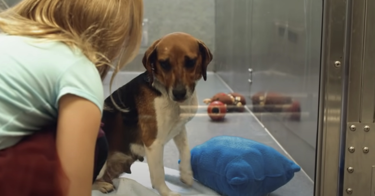 Ein Beagle sitzt in einem Tierheim und wird von einem Mädchen besucht.