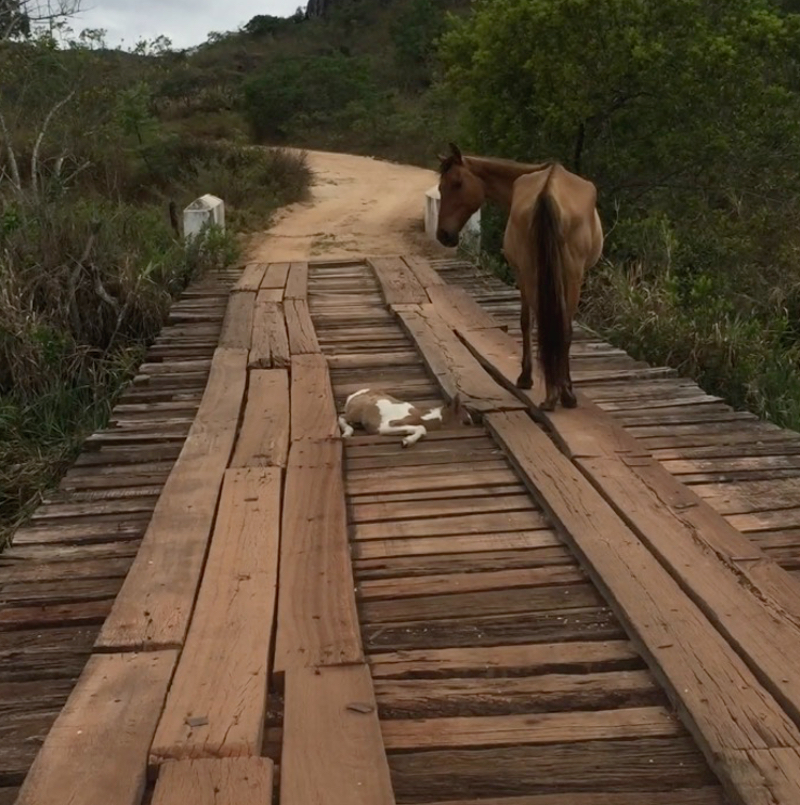 Eine magere Stute steht auf einer Brücke neben einem eingeklemmten Fohlen.