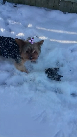 Ein Hund und ein Vogel im Schnee
