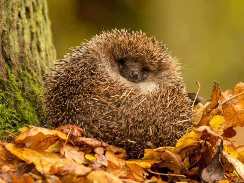 Ein kleiner Igel im Laub.