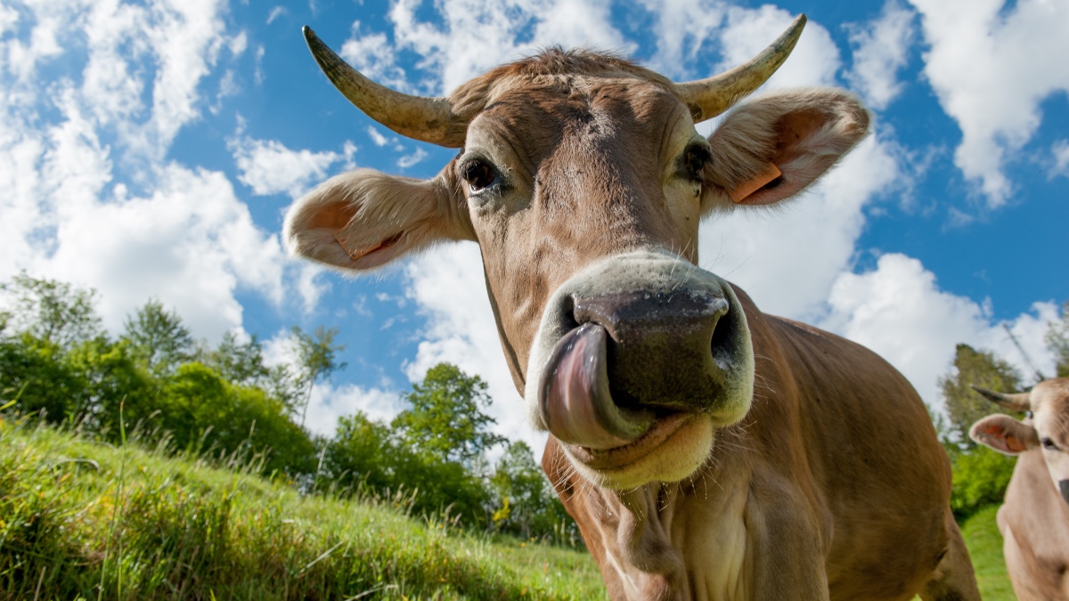 Tierrettung: Kuh entkommt Schlachthof, lebt im Wald