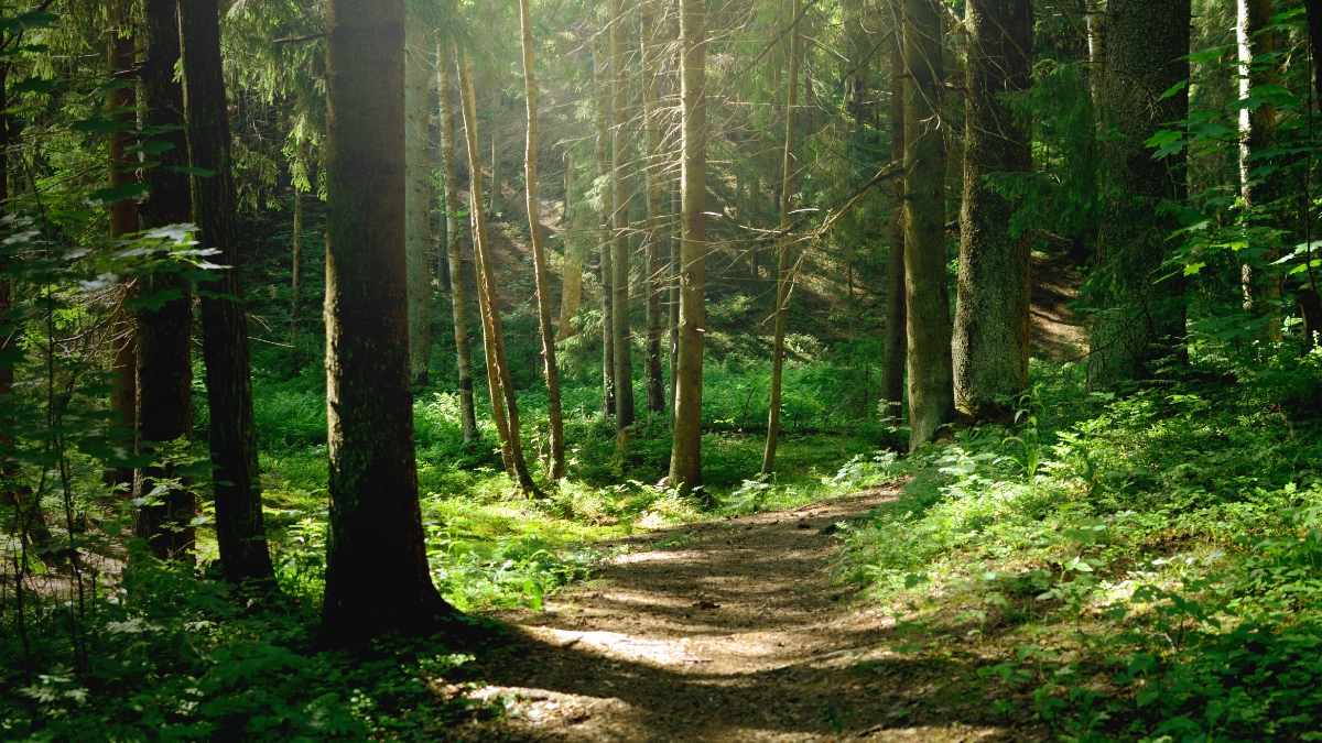 Ein Wald.