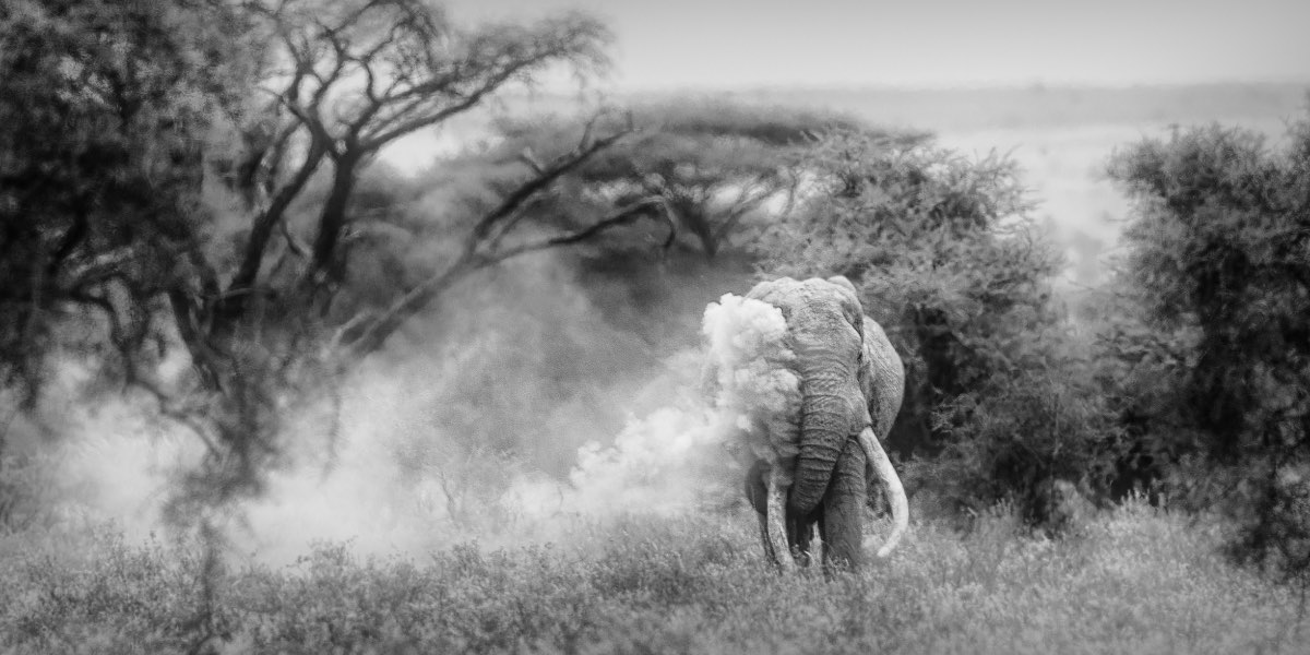 Ein dramatisches Porträt von einem Tusker-Elefant in Schwarzweiß.