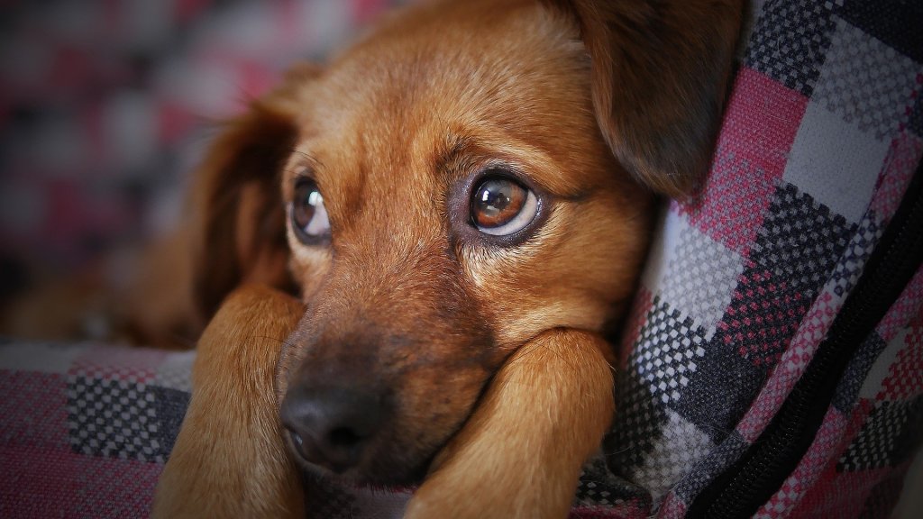 Ein Hund.
