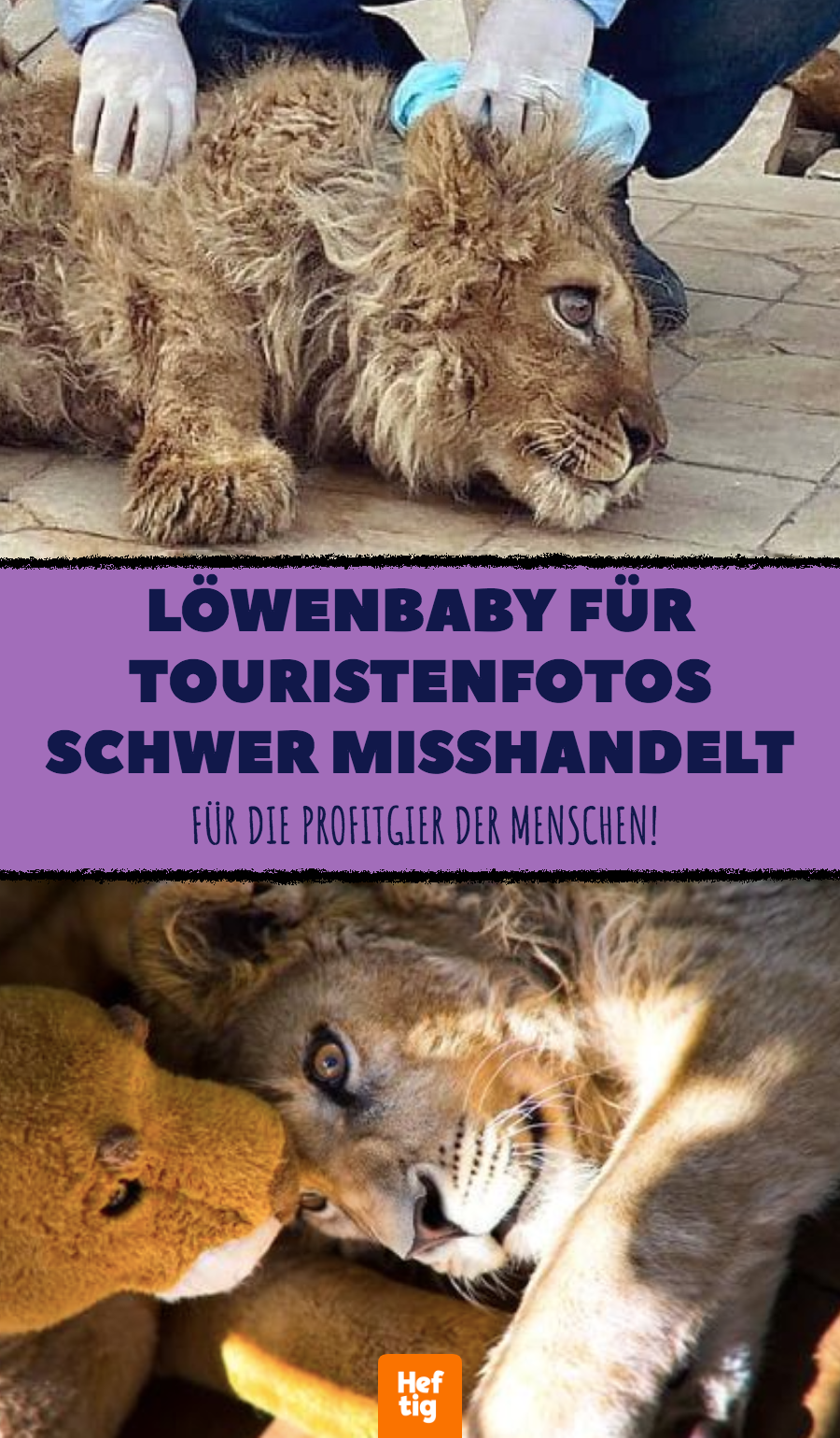 Löwenbaby für Touristenfotos schwer misshandelt