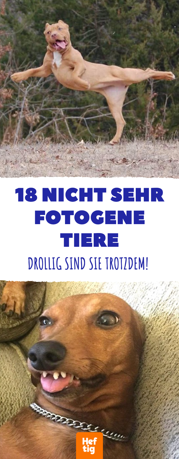 16 nicht sehr fotogene Tiere