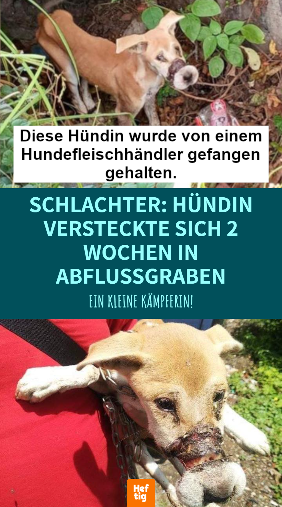 Tierrettung: Gefesselte Hündin flieht von Hundefarm