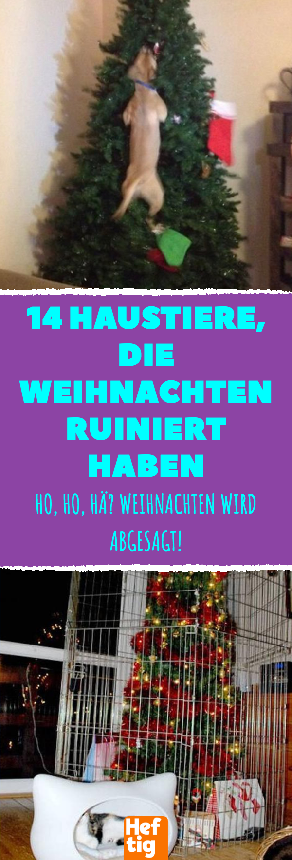 Weihnachten: 15 Haustiere, die Heiligabend kaputt machten