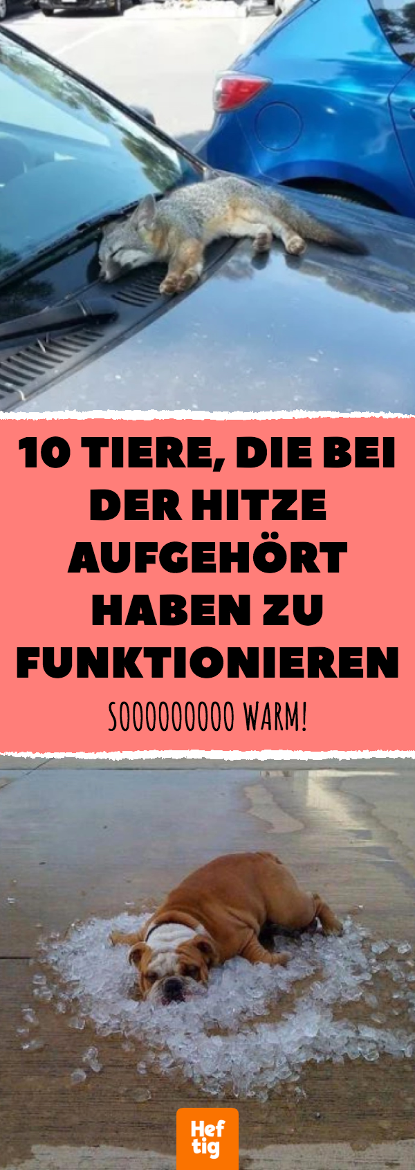 11 Tiere, die bei der Hitze aufgehört haben zu funktionieren