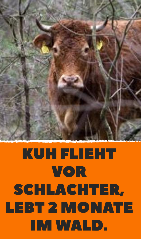 Tierrettung: Kuh entkommt Schlachthof, lebt im Wald