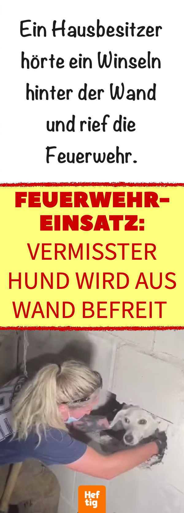 Hausbesitzerin ortet vermissten Hund hinter ihrer Wand