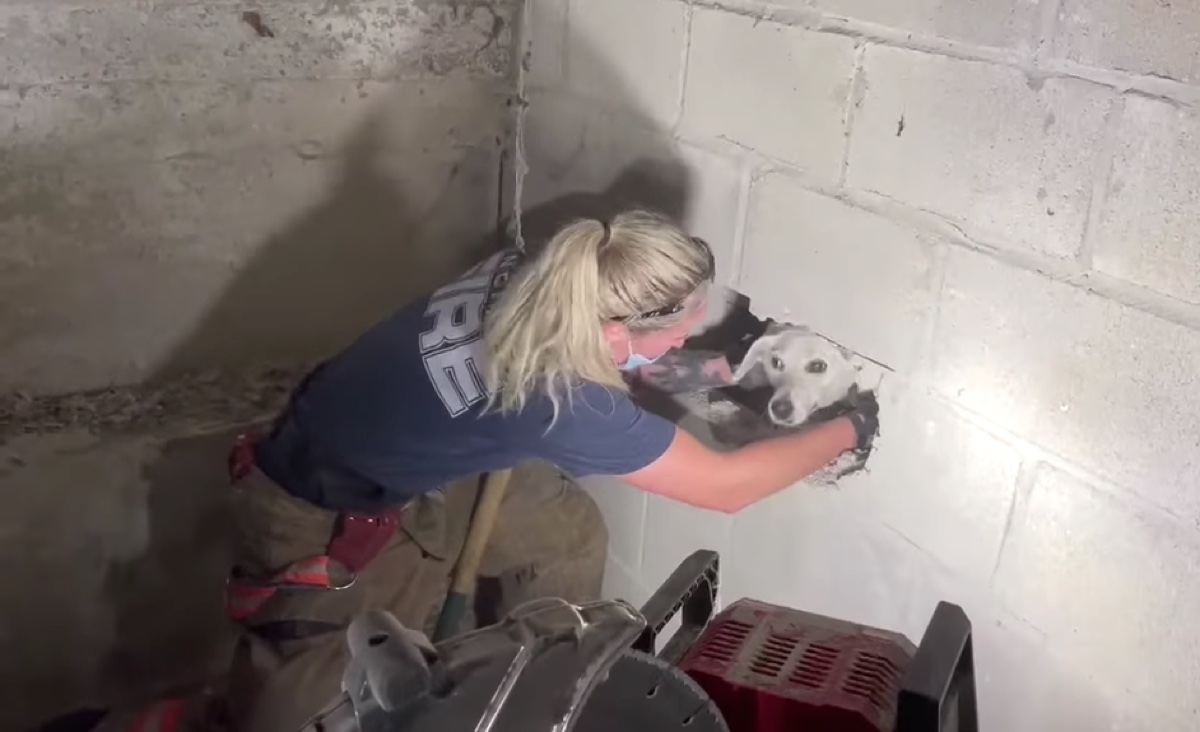 Eine Feuerwehrfrau holt einen Hund aus einer aufgehämmerten Garagenwand.