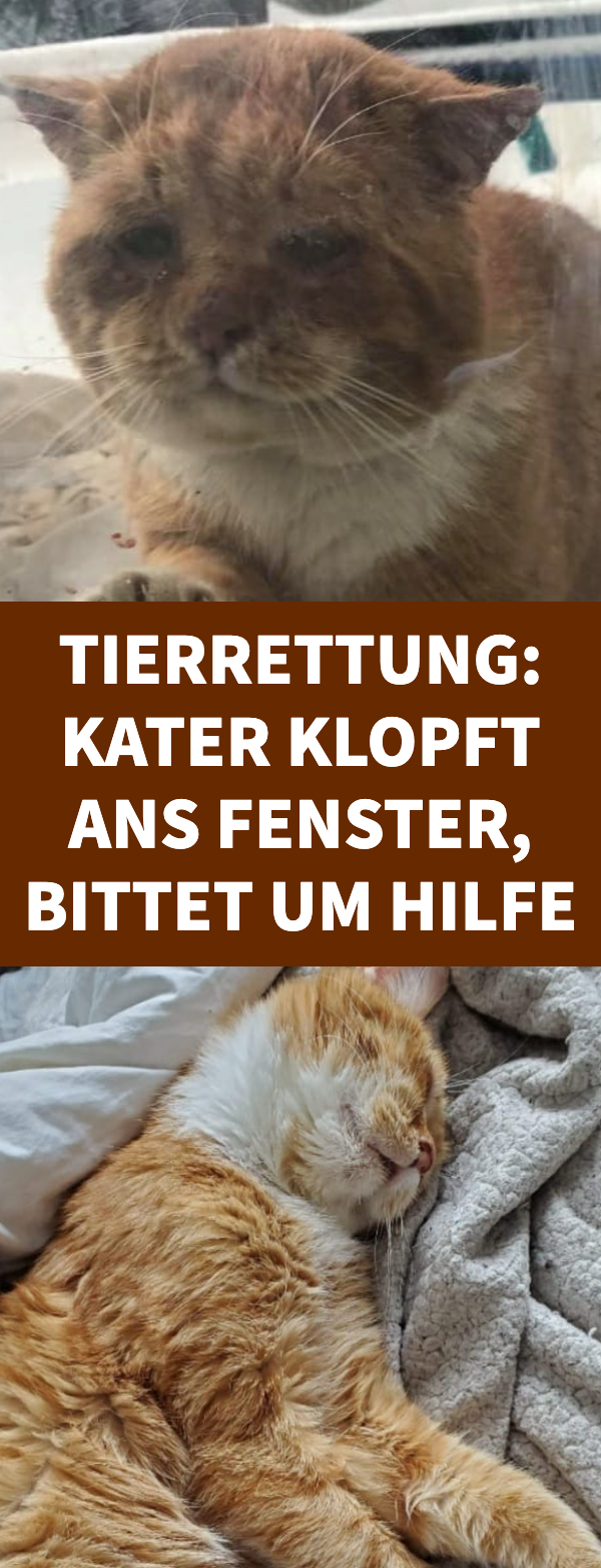 Tierrettung: Kater klopft ans Fenster, bittet um Hilfe