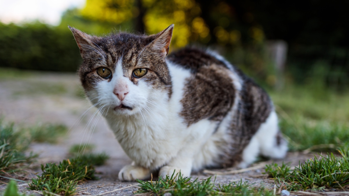 Katze im Garten.