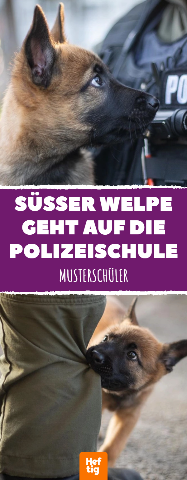 Estnischer Polizeihund-Welpe Säm entzückt mit Niedlichkeit