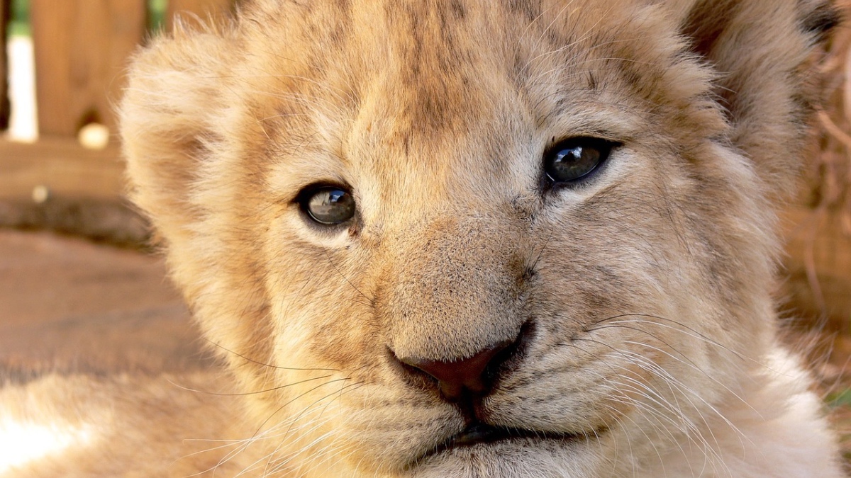 Ein Portrait von einem Löwenbaby.