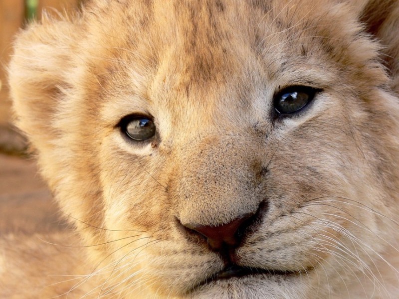 Ein Portrait von einem Löwenbaby.