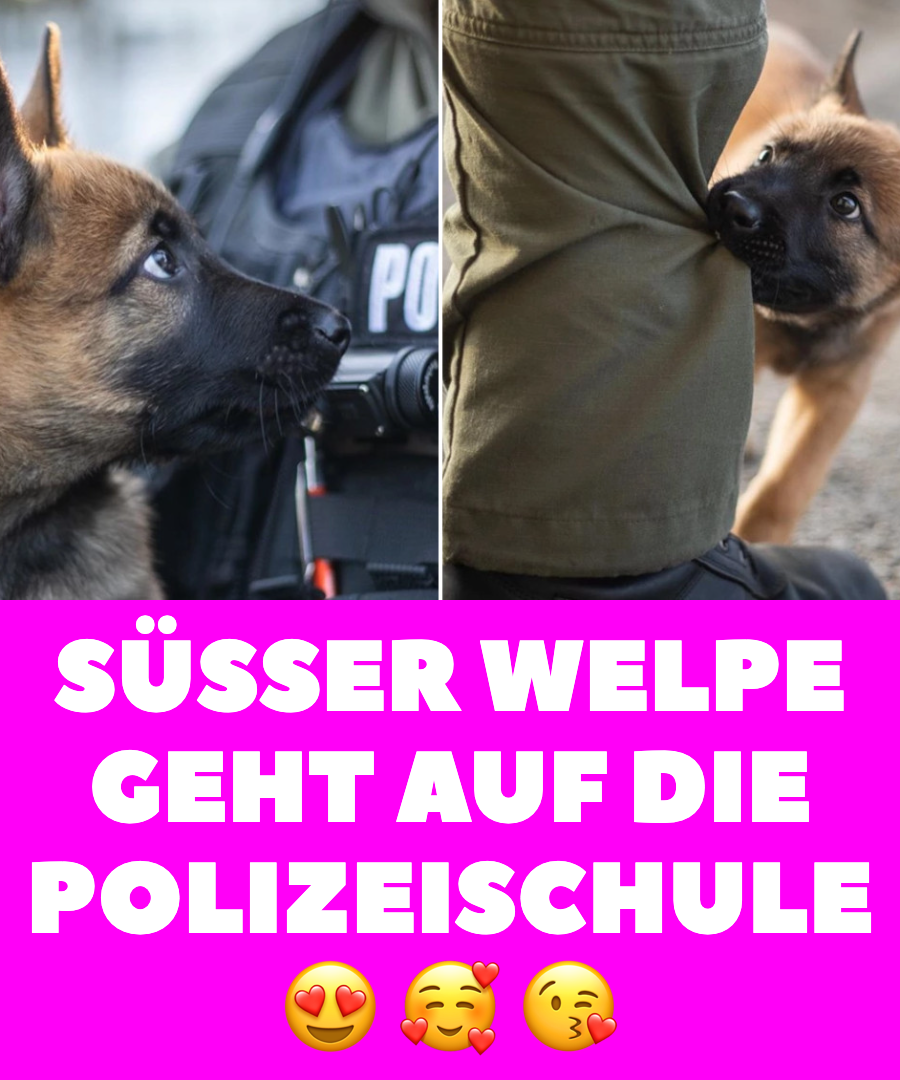 Estnischer Polizeihund-Welpe Säm entzückt mit Niedlichkeit