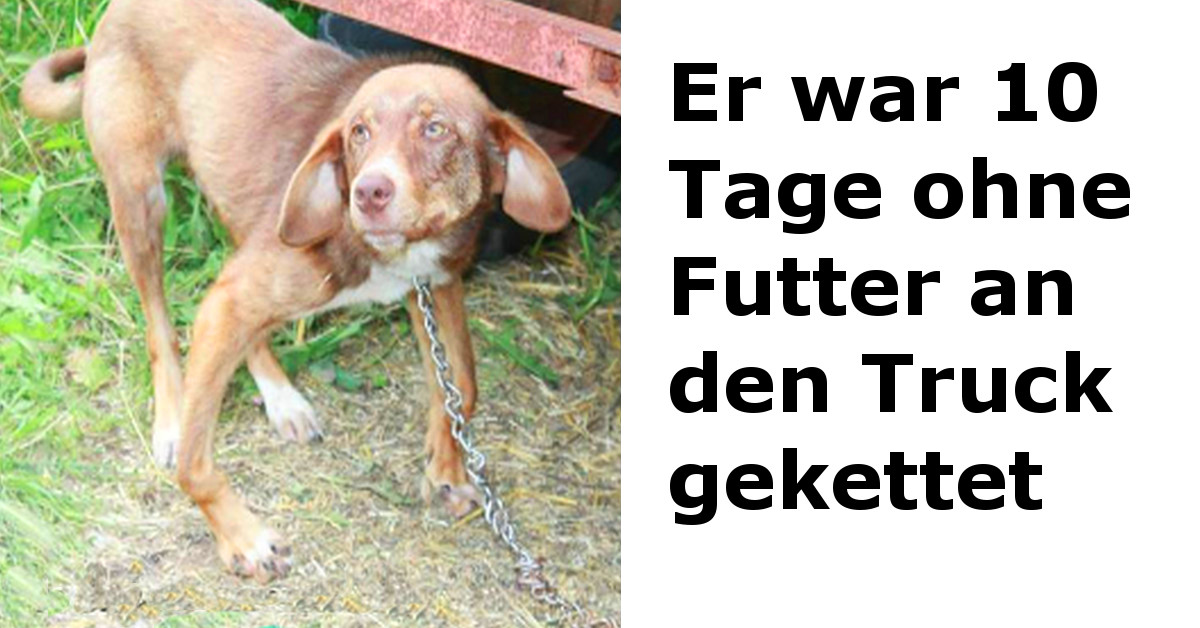 Ausgesetzter Hund wird mit gebrochenen Beinen entdeckt Heftig