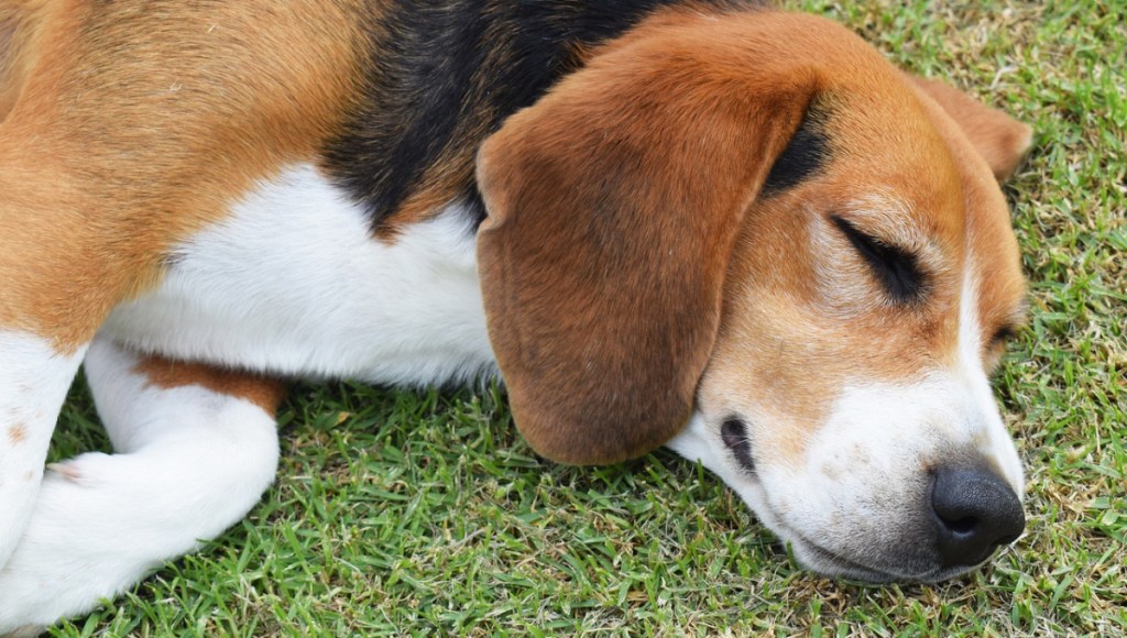 Ein Hund liegt auf einem Rasen und schläft.