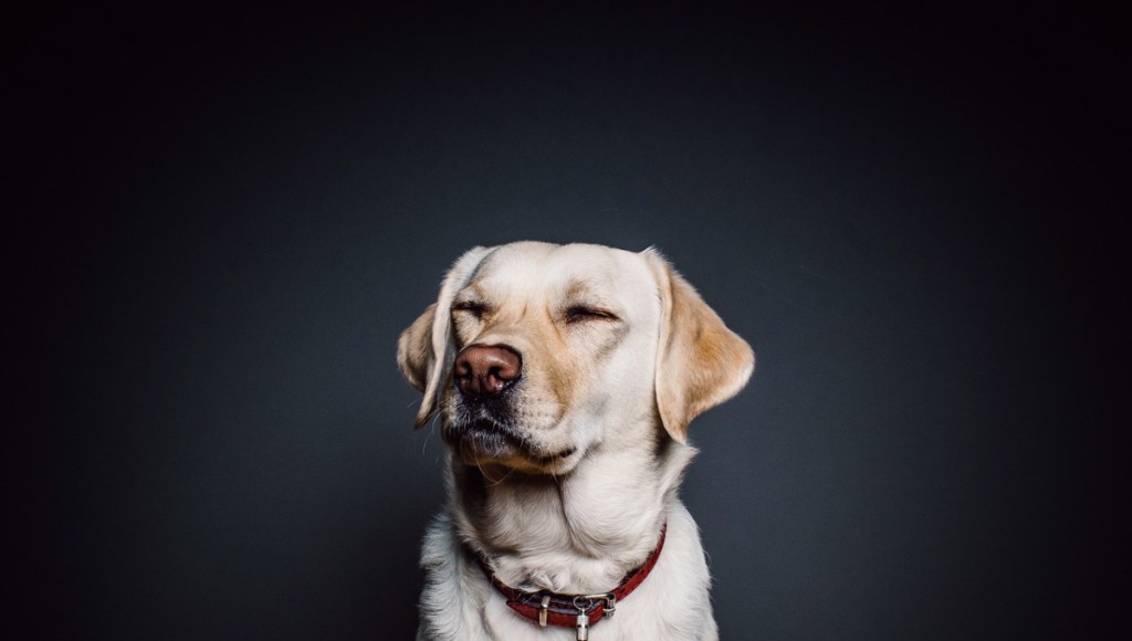 Ein Hund mit geschlossenen Augen vor einem schwarzen Hintergrund.