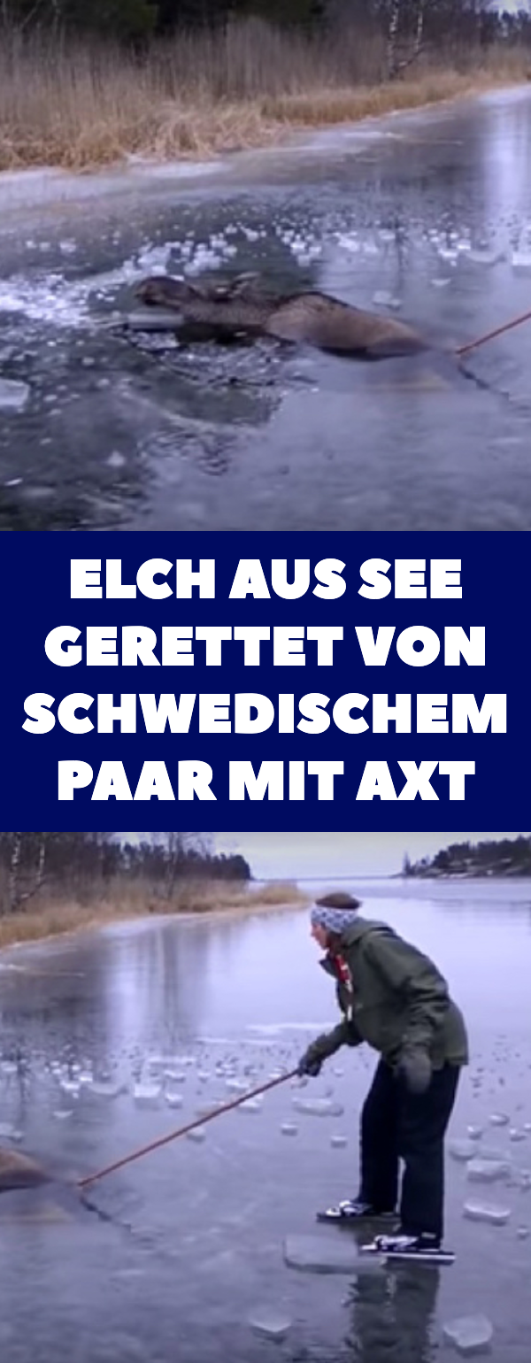 Video: Schwedisches Paar rettet mit Axt Elch aus See