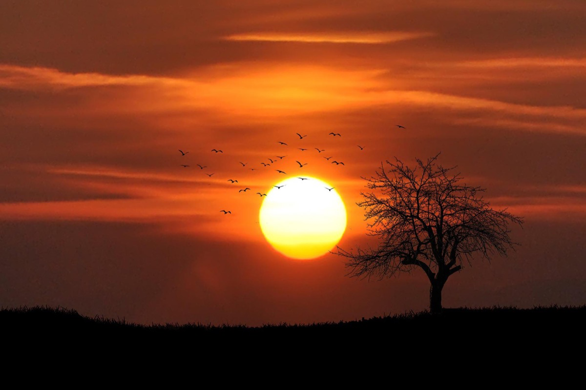 Ein Bild von einem Sonnenuntergang mit Voegeln und einem Baum im Vordergrund