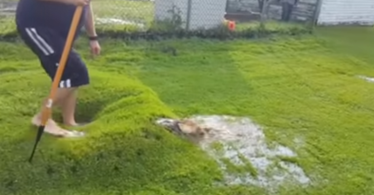 Wasser sprudelt aus einer Beule in einem Rasen.