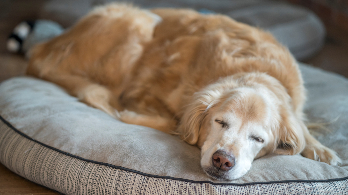 Ein alter Golden Retriever schläft auf einem Hundebett.