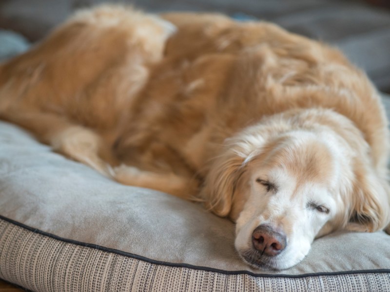 Ein alter Golden Retriever schläft auf einem Hundebett.