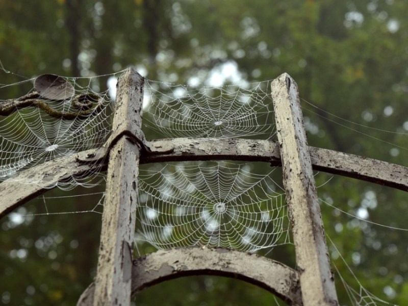 Spinnenweben an einem Metalltor.