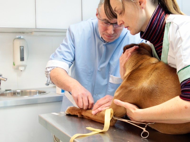 Ein Hund wird bei einem Tierarzt behandelt.