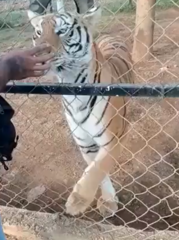 Ein Mann streichelt einen Tiger in einem Privatzoo