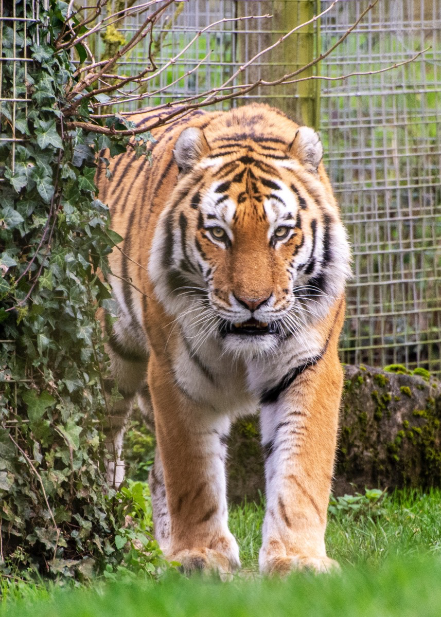 Ein Tiger in einem Käfig