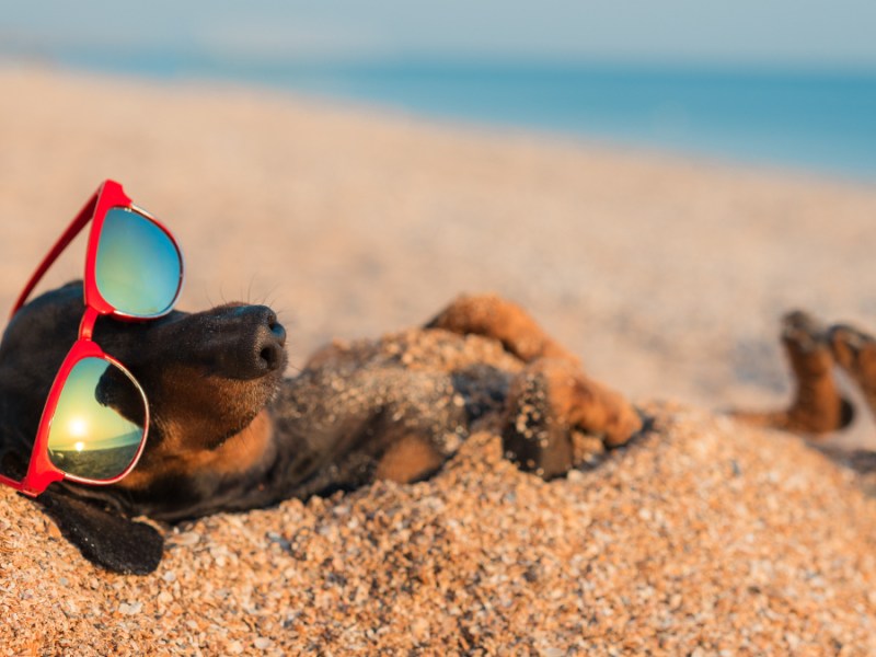 Ein Dackel mit roter Sonnenbrille liegt am Strand.