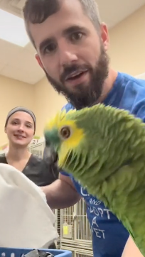 Papagei mit Tierpflegern