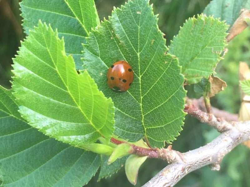 Ein Marienkäfer auf einem Blatt.