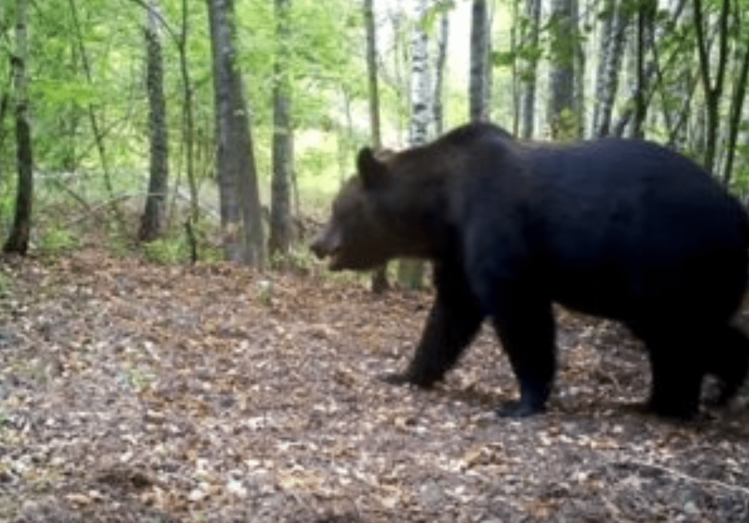 Ein Bär läuft durch den Wald von Tschernobyl.
