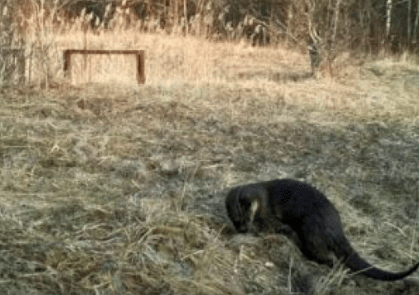 Ein Biber läuft durch den Wald von Tschernobyl.