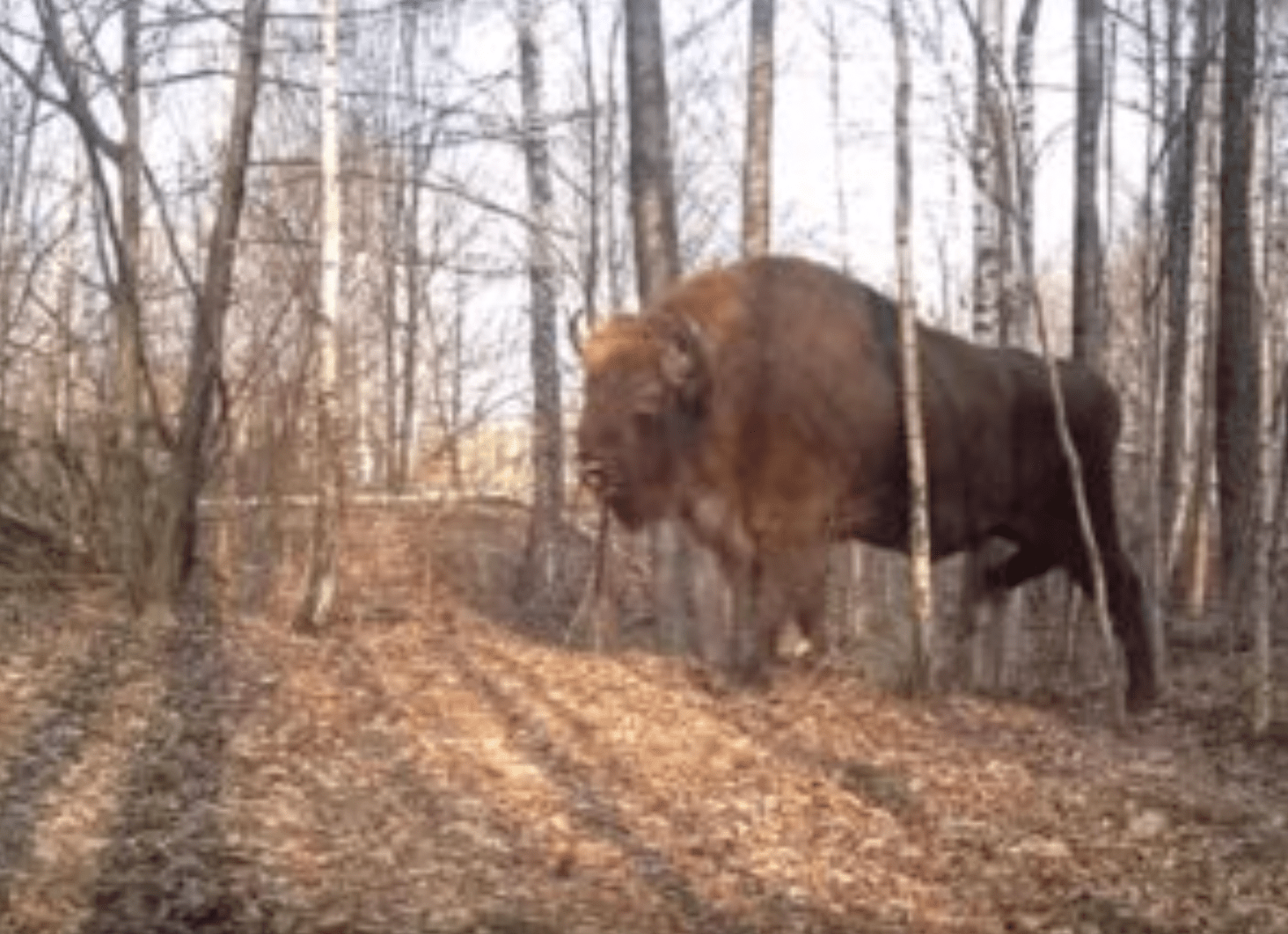 Ein Büffel im Wald von Tschernobyl.