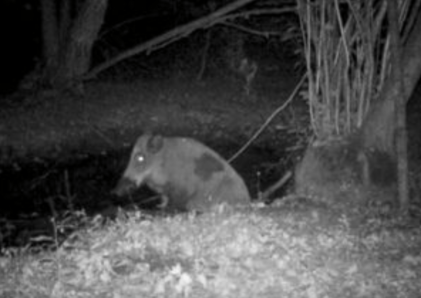 Eine Nachtkamera filmt ein Wildschwein im Wald von Tschernobyl.
