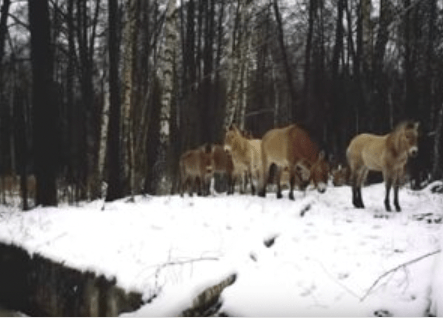 Przewalski-Pferde in einem verschneiten Wald.