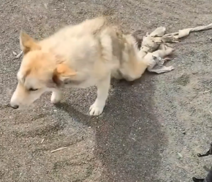 Ein Hund mit gelähmten Hinterläufen robbt über die Straße