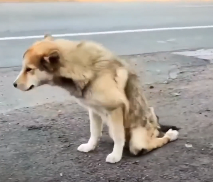 Ein gelähmter Hund sitzt am Straßenrand