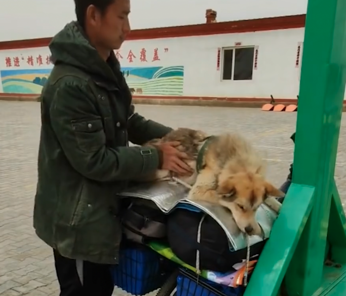 Ein Radfahrer sichert einen Hund auf seinem Gepäckträger
